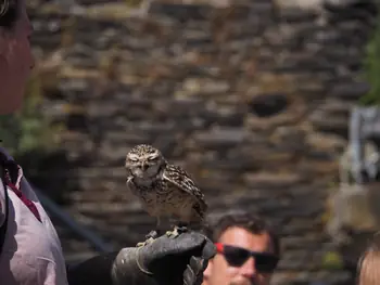 Birds of prey show at Chateau de La Roche-en-Ardenne (Belgium)